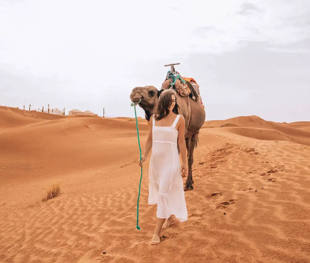 Camel trekking at sunset in the Merzouga Sahara desert dunes near Marrakech